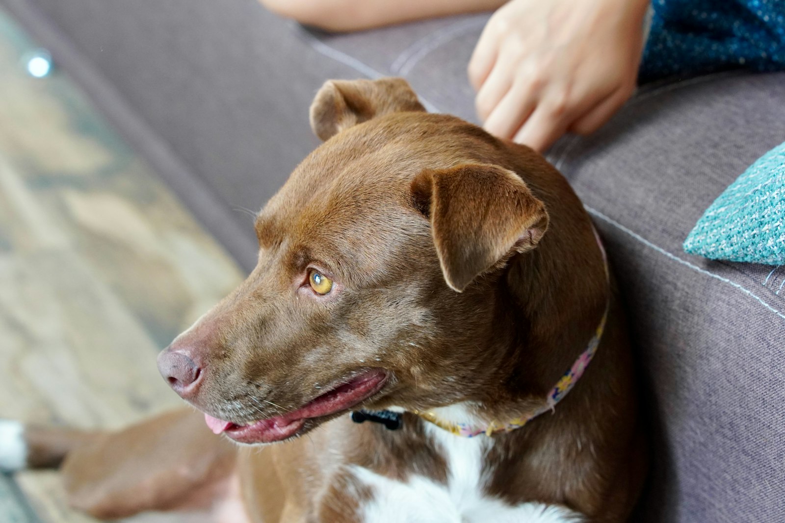 Is Dog Daycare Right for Anxious or Reactive Dogs in Mountain View?